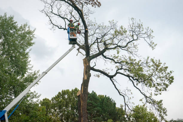 Best Fruit Tree Pruning  in Port Charlotte, FL