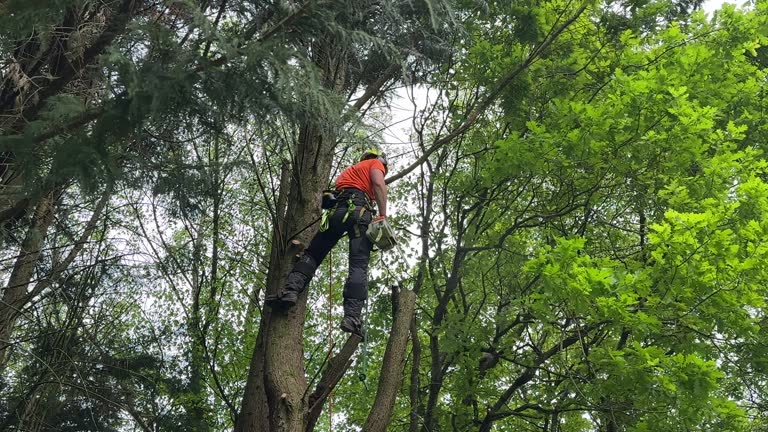 Best Lot and Land Clearing  in Port Charlotte, FL