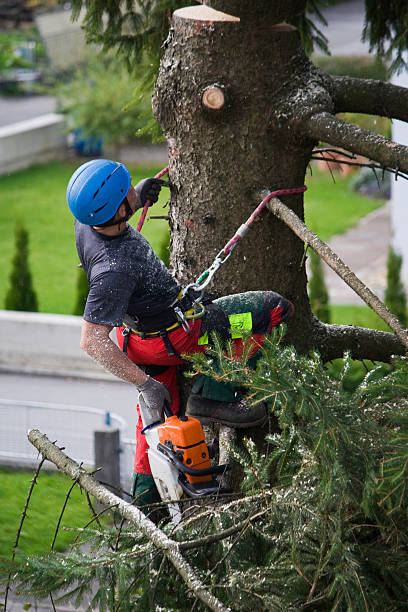 Best Tree Risk Assessment  in Port Charlotte, FL