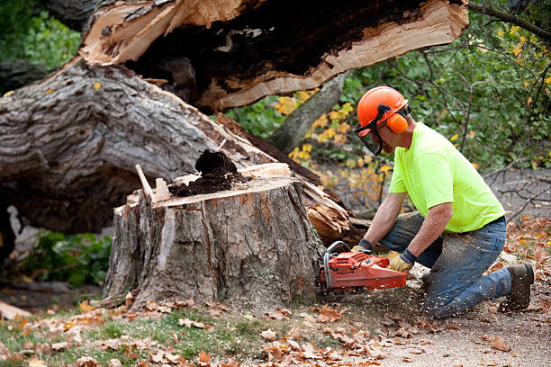 Best Arborist Consultation Services  in Port Charlotte, FL